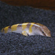 Image for article titled The Mysterious Lizards Who Swim In Sand